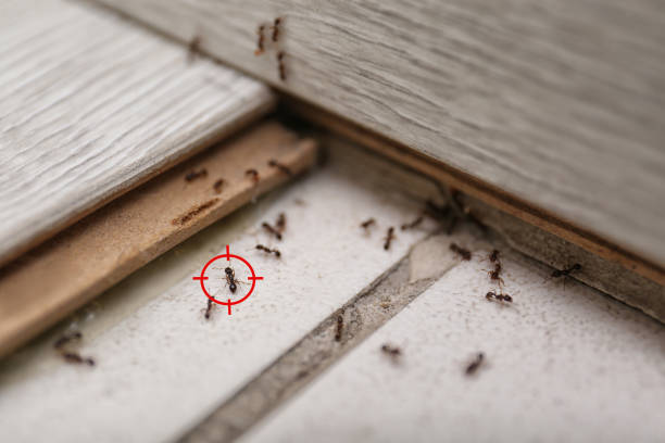 Best Wasp Removal Services  in Verandah, FL